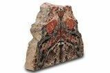 Tall, Arizona Petrified Wood Bookends - Red and Black #297312-1